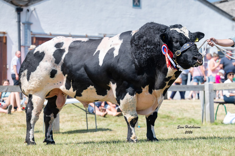 240 - Almeley Shaggy - Male Champion